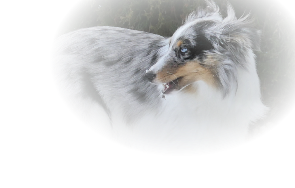 Sheltiezucht Anjseejo-Sheltie Logo2