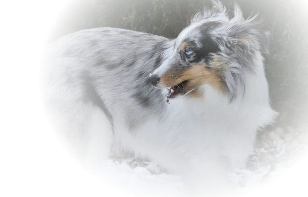 Sheltiezucht Anjseejo-Sheltie Logo2