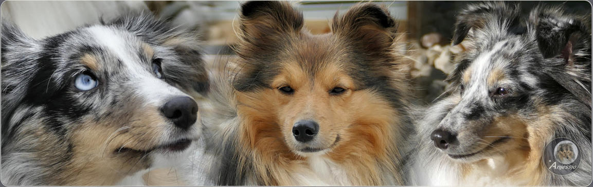 Sheltiezucht Sheltiewelpe