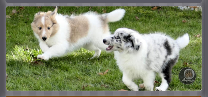 Sheltiezucht Sheltiewelpe