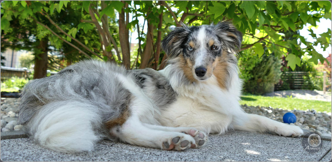 Sheltiezucht Sheltiewelpe