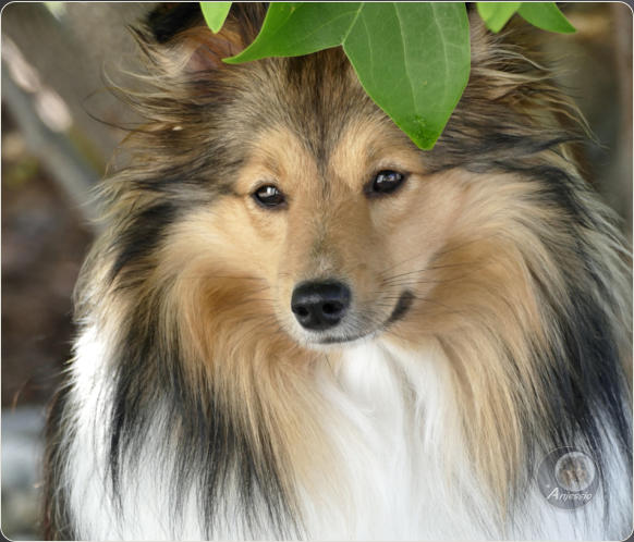 Sheltiezucht Sheltiewelpe