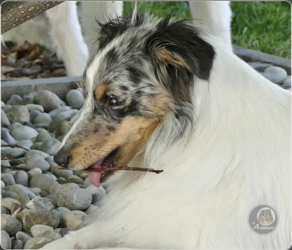 Sheltiezucht Sheltiewelpe