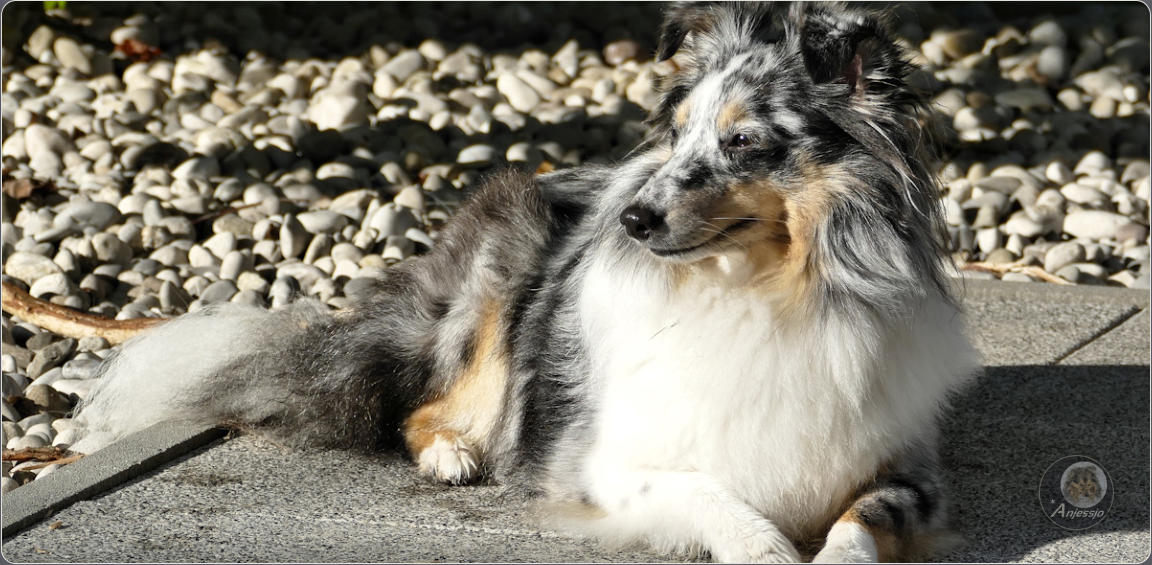 Sheltiezucht Sheltiewelpe