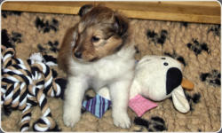 Sheltie Zucht in Bayern - Jonny-Welpe-3