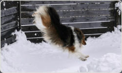 Sheltie Zucht in Bayern - Jonny-6