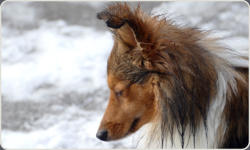 Sheltie Zucht in Bayern - Jonny-14