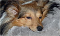 Sheltie Zucht in Bayern - Jonny-4