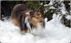 Sheltie Zucht in Bayern - Jonny-5