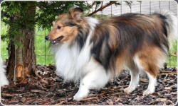 Sheltie Zucht in Bayern - Jonny-3