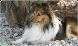 Sheltie Zucht in Bayern - Jonny-9