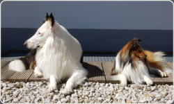 Sheltie Zucht in Bayern - Jonny-8