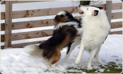 Sheltie Zucht in Bayern - Jonny-7