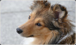 Sheltie Zucht in Bayern - Jonny-12