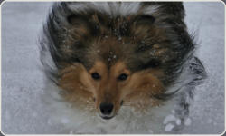 Sheltie Zucht in Bayern - Jonny-13