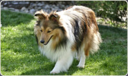 Sheltie Zucht in Bayern - Jonny-10