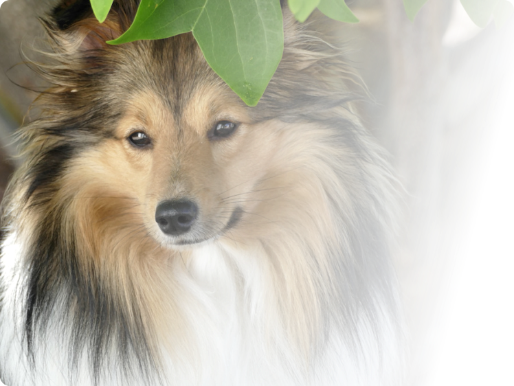 Anjessjo - Shelties eine Sheltiezucht in Bayern "Jonny"