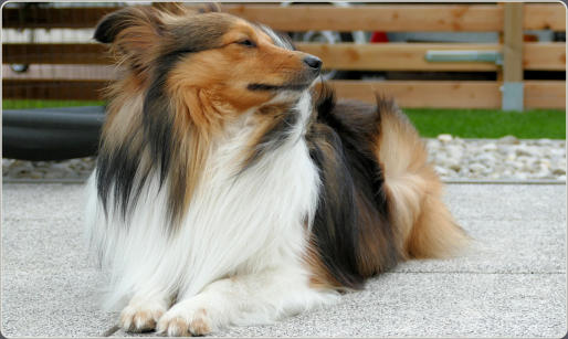 Sheltie Zucht in Bayern - Jonny-1