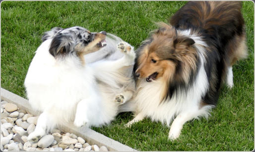 Sheltie Zucht in Bayern - Jonny-2