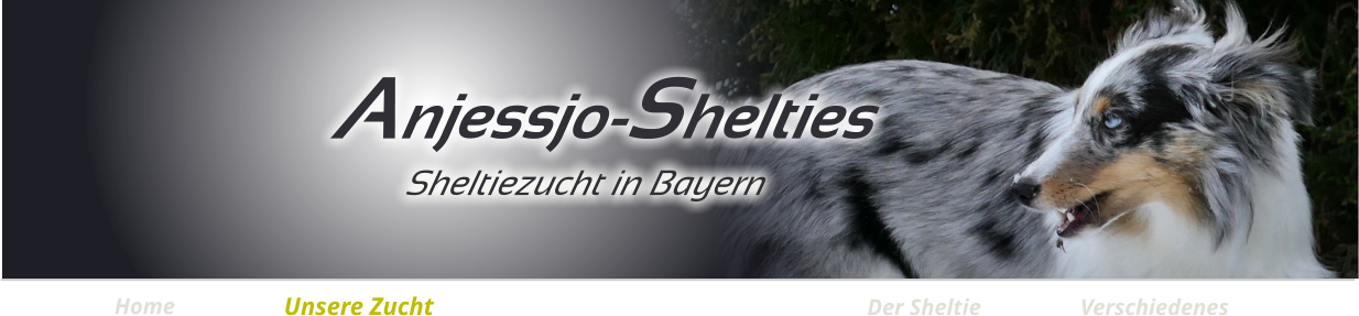 Home Verschiedenes Unsere Zucht Der Sheltie Anjessjo-Shelties Sheltiezucht in Bayern