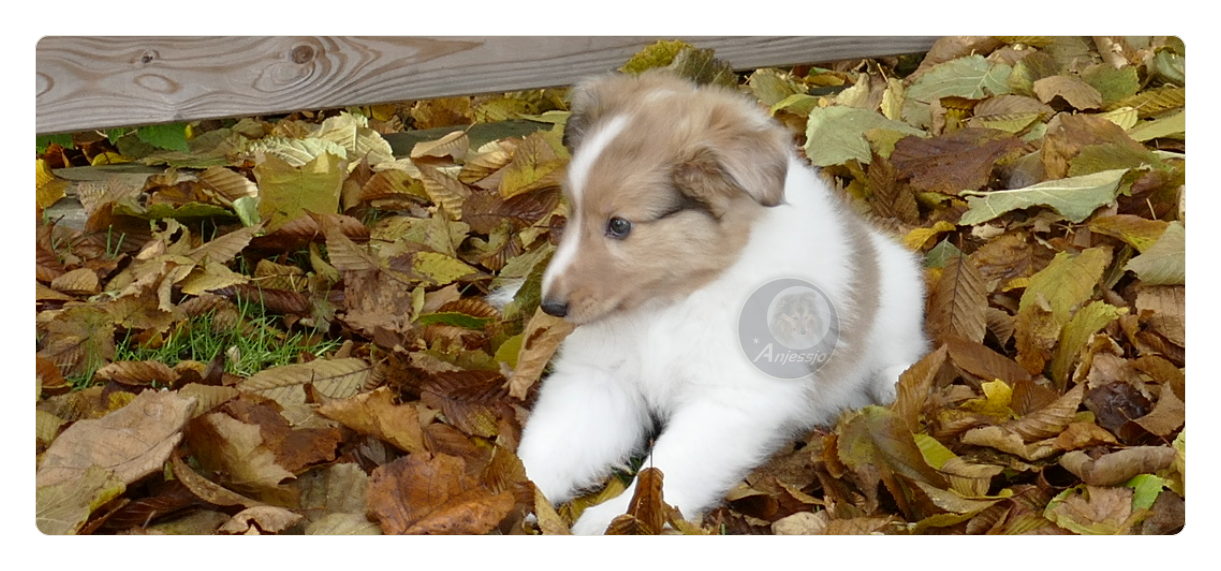 Sheltiezucht Sheltiewelpe