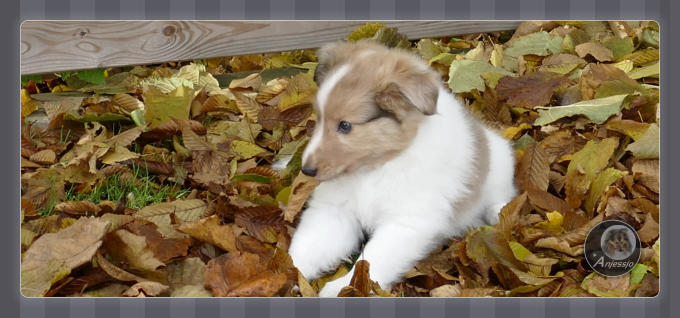 Sheltiewelpe