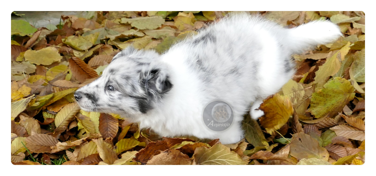 Sheltiezucht Sheltiewelpe