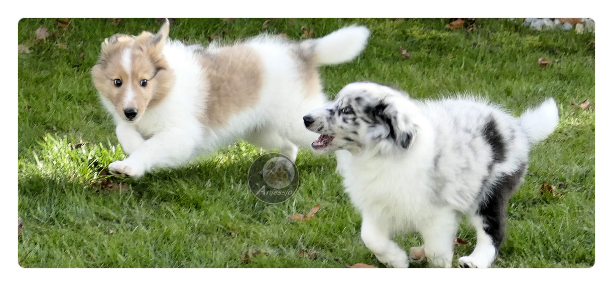 Sheltiezucht Sheltiewelpe