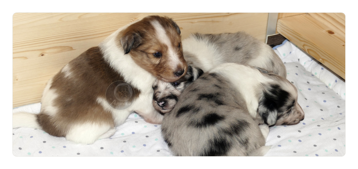 Sheltiezucht Sheltiewelpe