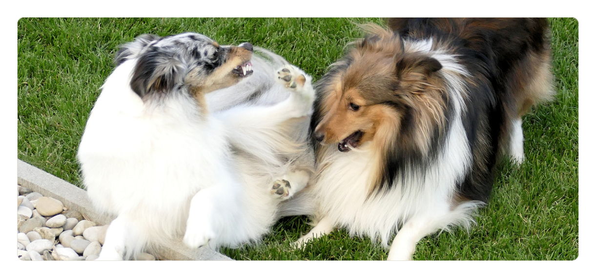 Sheltiezucht in Bayern Sheltiewelpe Anny