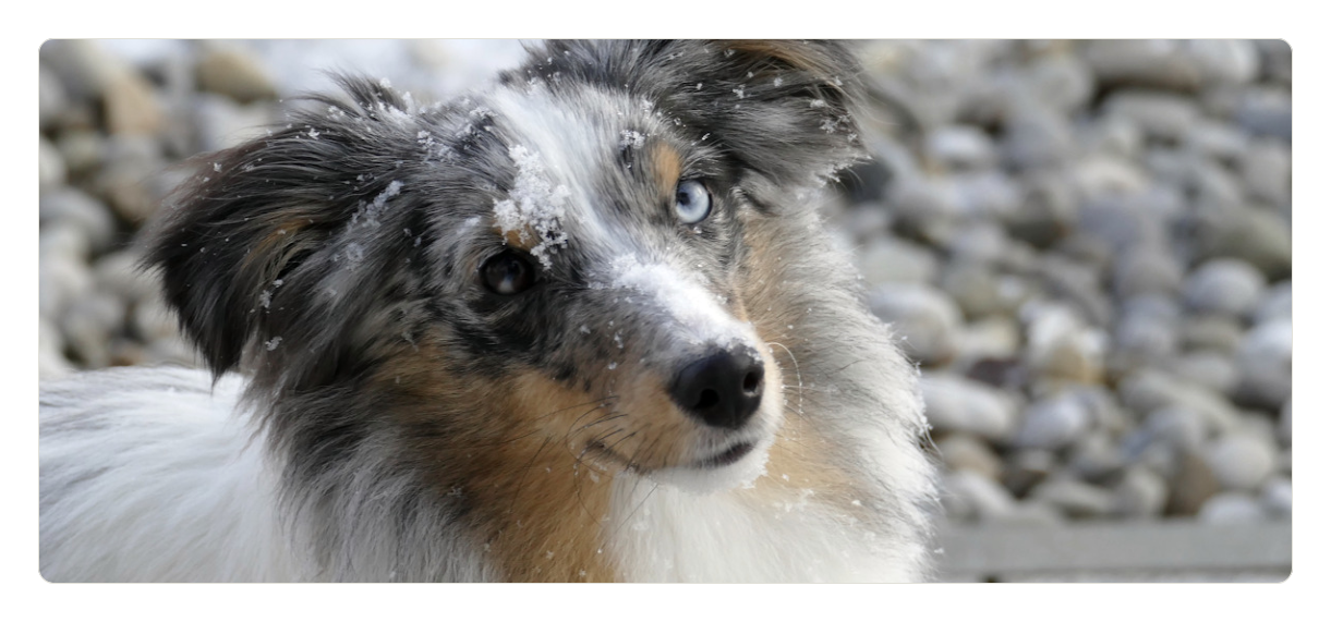 Sheltiezucht in Bayern Sheltiewelpe Anny