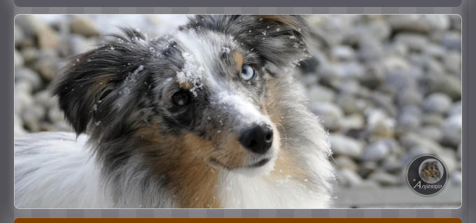 Sheltiezucht Sheltiewelpe