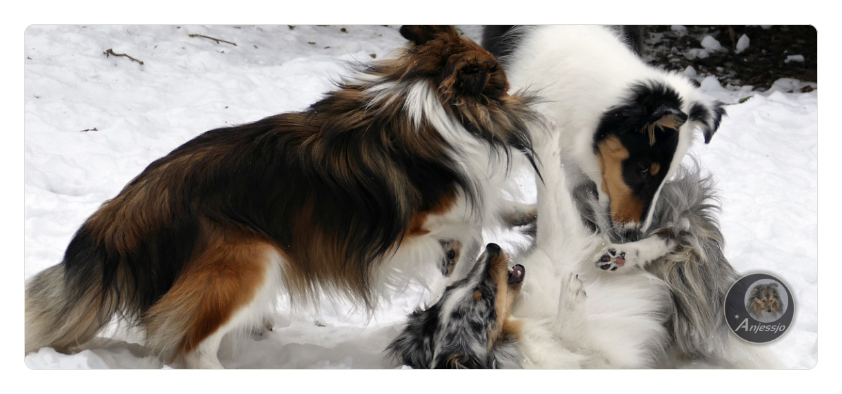 Sheltiezucht Sheltiewelpe